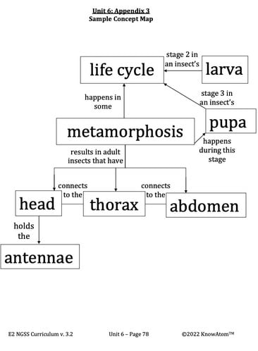 Butterfly-Life-Cycle2