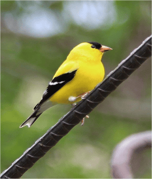 Goldfinch