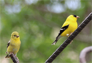  2 goldfinches