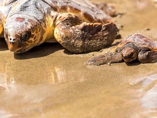 g8u5-adult-and-baby-sea-turtle