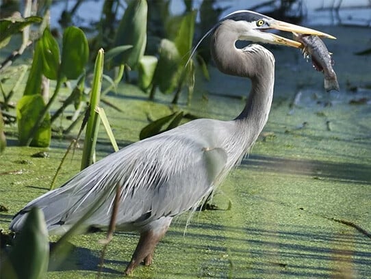 g8u7-heron-eating-fish