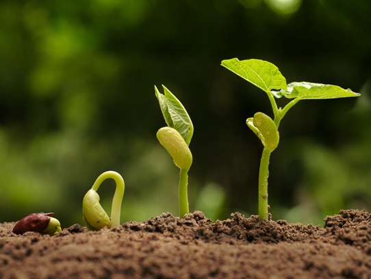 Massachusetts 1st Grade STEM Curriculum - Seeds and Leaves Lesson Plan - 1-LS1-1, 1-LS3-1