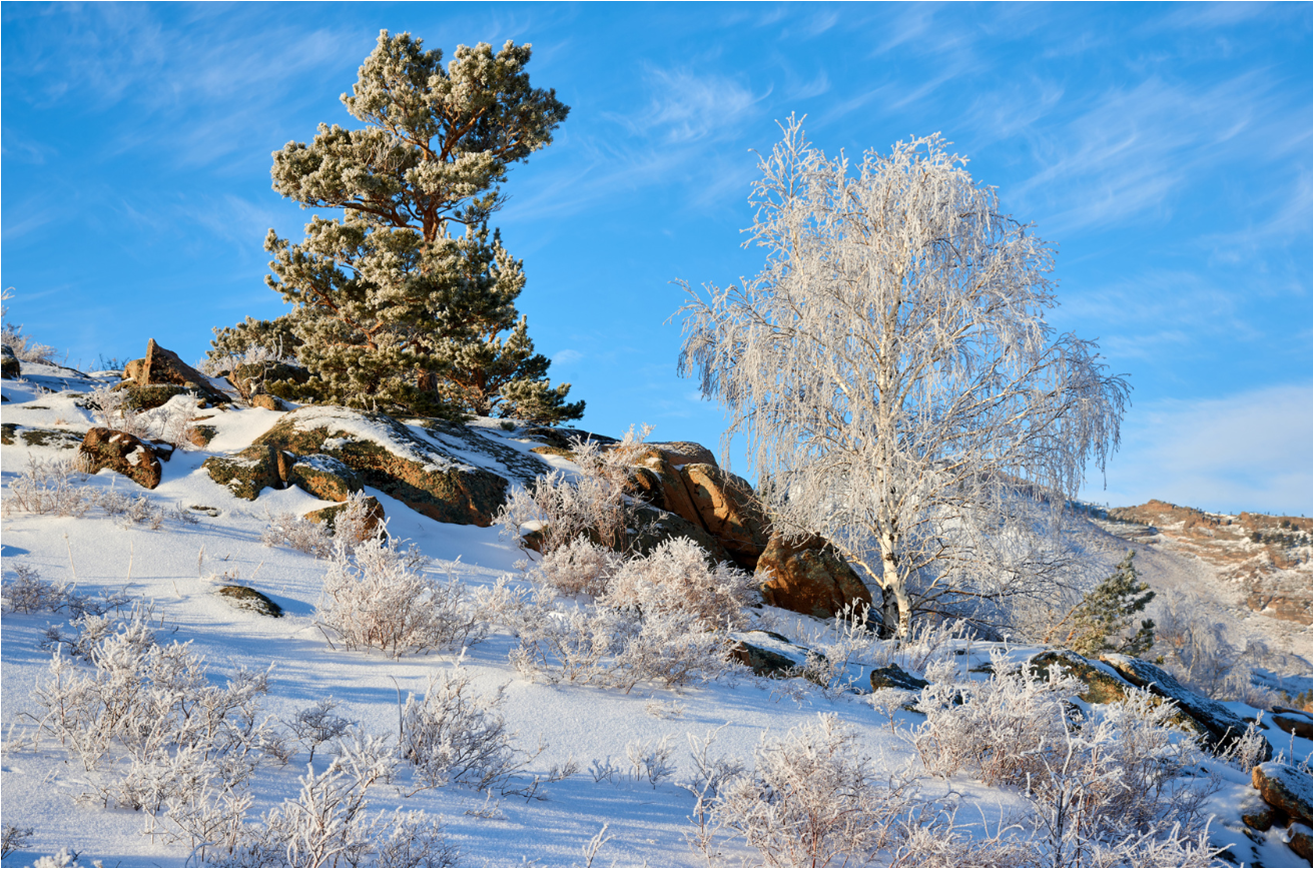 trees in winter