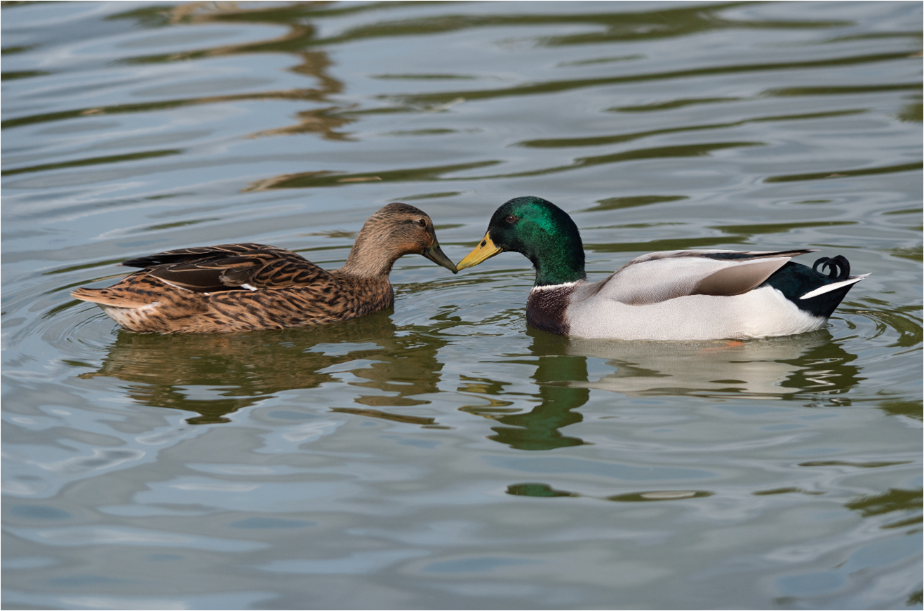 Mallards